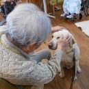 盲導犬と高齢者
