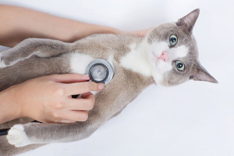 聴診器を当てられている猫の写真