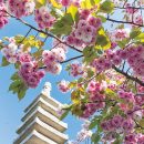 千本ゑんま堂 引接寺の普賢象（ふげんぞう）桜