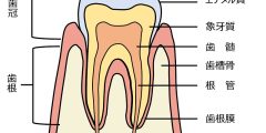 歯髄など歯の断面図