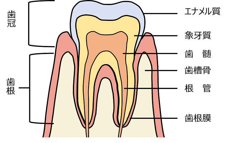 歯髄など歯の断面図