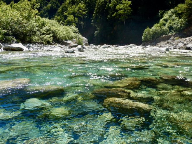 キレイな川は生態系が豊か
