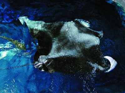 マンタのカイト君