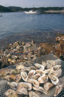 九十九島の牡蠣
