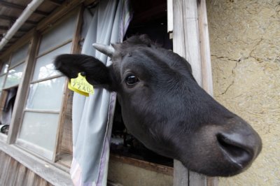 民家の窓から首を出す牛
