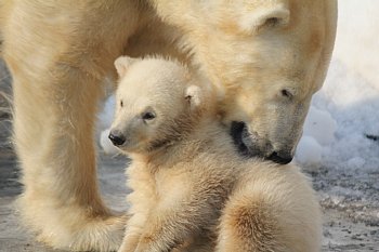 札幌市円山動物園のホッキョクグマの赤ちゃん