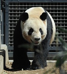 上野動物園のパンダ「リーリー」