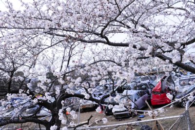 仙台空港駐車場の桜