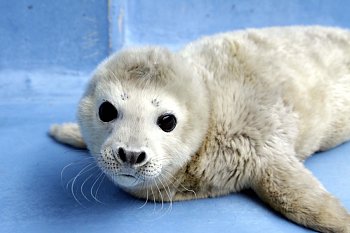 鳥羽水族館のゴマフアザラシの赤ちゃん