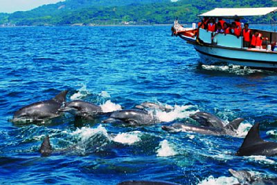 天草のいるかウォッチング