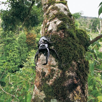 コーカサスオオカブトはアジア最大