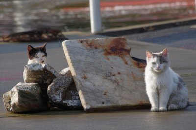 被災地の“猫島”の猫たち