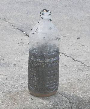 被災地の水産加工場には大量ハエが
