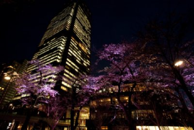東京ミッドタウンの桜はライトアップで幻想的