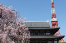 東京タワー、東京ミッドタウンのキレイな桜の写真を紹介