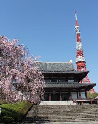 増上寺では本堂と東京タワー、シダレザクラの三位一体の風景が