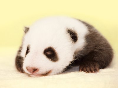 世界一小さく産まれたパンダの「ウーイー」