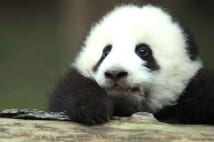 中国飼育員がいう「パンダは四川語しかわからない」は本当か