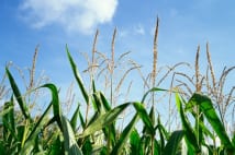 5月21日は「小満」。日本人なら知っておきたい二十四節気とは?