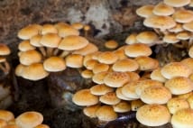 人気の「なめこ栽培キット」を、リアルでもどっぷり楽しもう!