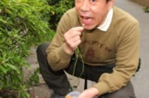 “野草食い俳優”岡本信人野草食べる理由と注意点を解説する