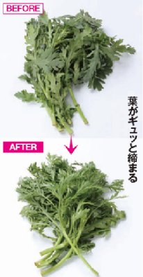 50℃の湯に浸すとしおれた春菊が張りを取り戻す