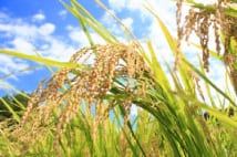 秋の新米をより深く味わうための「コメのおいしい炊き方」伝授