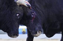 徳之島の闘牛　1000kgを超えるケンカ牛がぶつかる迫力の瞬間
