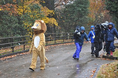 写真 推定体長180センチ体重70キロの脱走ライオンを石川県で捕獲 Newsポストセブン