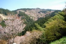 吉野山に咲くヤマザクラ