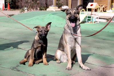 探偵犬ホームズとワトソン