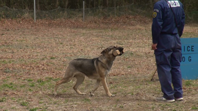 犬学校で訓練中のホームズ