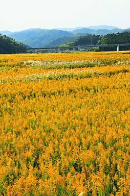 美しい花畑の正体は（福島県楢葉町）