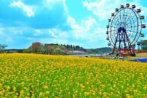 東京ドイツ村（千葉県袖ヶ浦市）の観覧車　眼下に花畑の絶景
