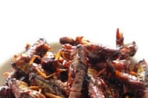 国連機関「昆虫食は栄養あって美味、理想的な食料」に物申す