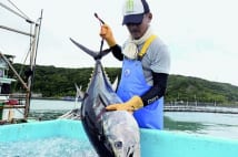 マグロ完全養殖に成功の近畿大　事業が軌道に乗るまでの労苦