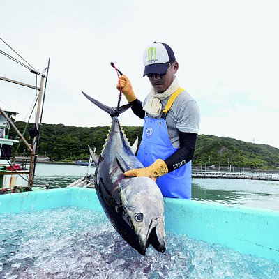 注目を集める近畿大学の「養殖マグロ」