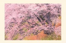 写真家・景山正夫氏が浮世絵の構図を参考に撮影した奇跡の桜