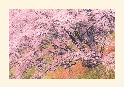 写真家 景山正夫氏が浮世絵の構図を参考に撮影した奇跡の桜 Newsポストセブン
