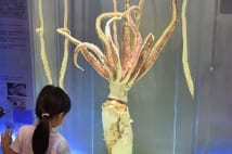 東京湾で捕獲のダイオウイカ 京急油壺マリンパークで公開中