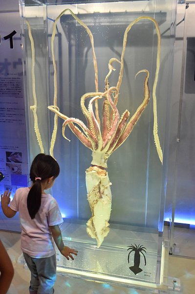 東京湾で捕獲されたダイオウイカ（生後1年。メス）