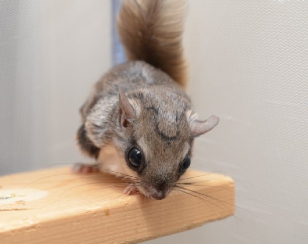 ブログで人気の片腕モモンガ飼育記録 かわい の声続出 Newsポストセブン