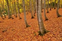 絶景の紅葉「美人林」　落ち葉の絨毯を踏みしめながら散策も