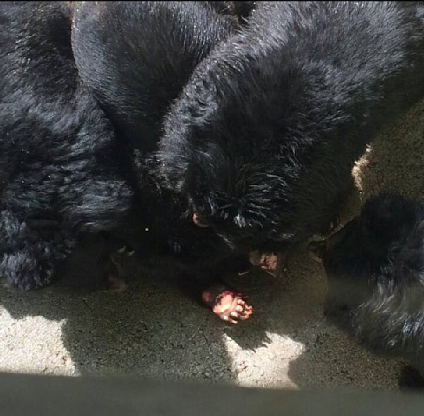 写真 パンくん で有名なあの動物園でクマ惨殺事件が起きていた Newsポストセブン Part 2 写真 パンくん で有名なあの動物園でクマ惨殺事件が起きていた Newsポストセブン Part 2