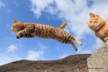 ネットで話題の「飛び猫」写真