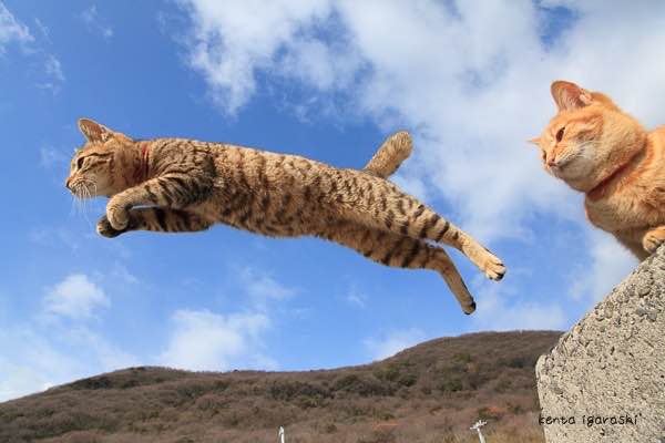 ネットで話題の「飛び猫」写真