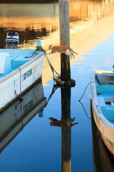 五十嵐さんが初めて撮った「飛び猫」