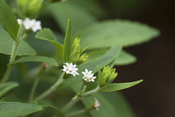 ハーブの自然な甘みと低カロリーが魅力というステビアの花