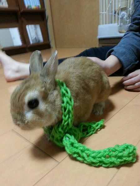手づくりマフラーをまいたウサギ
