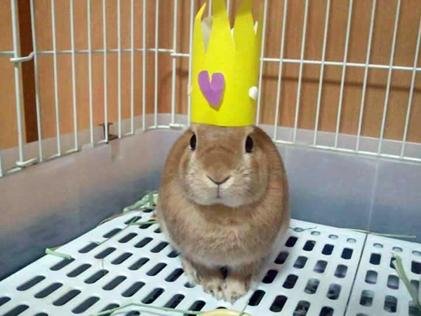 お祝いに王冠をかぶるウサギ